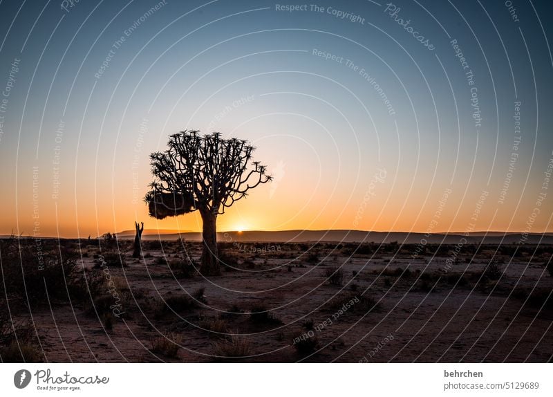 in uns der nachklang Köcherbaum träumen Dämmerung Afrika Farbfoto Einsamkeit beeindruckend magisch Abenteuer Landschaft Wüste weite stille Hoffnung Baum