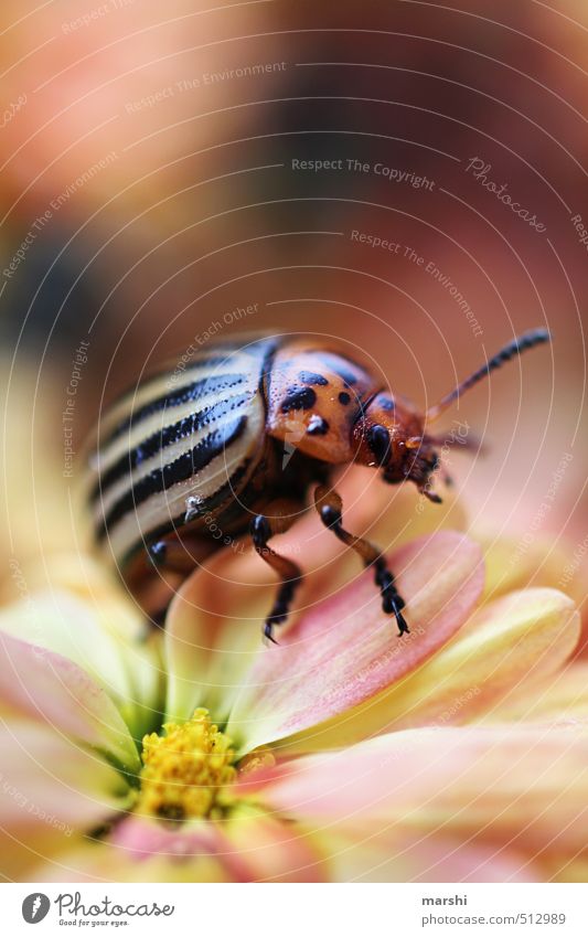 eigentlich suche ich ne Kartoffel Natur Pflanze Tier Blume 1 gelb grün Käfer Kartoffelkäfer Insekt Fühler gestreift klein Farbfoto Außenaufnahme Nahaufnahme