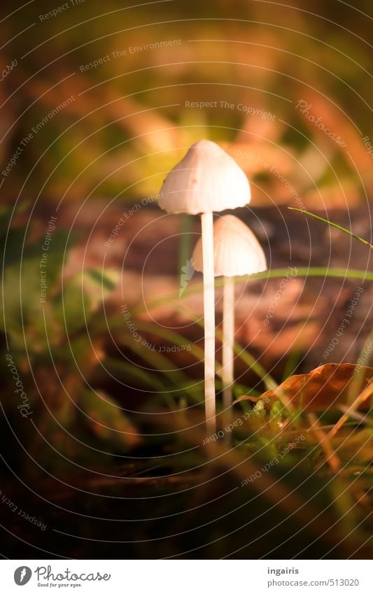 Bohnenstangen Natur Pflanze Herbst Gras Moos Pilz Pilzhut Wald leuchten stehen Wachstum dünn schön klein natürlich braun grün weiß Stimmung ruhig waldpilze