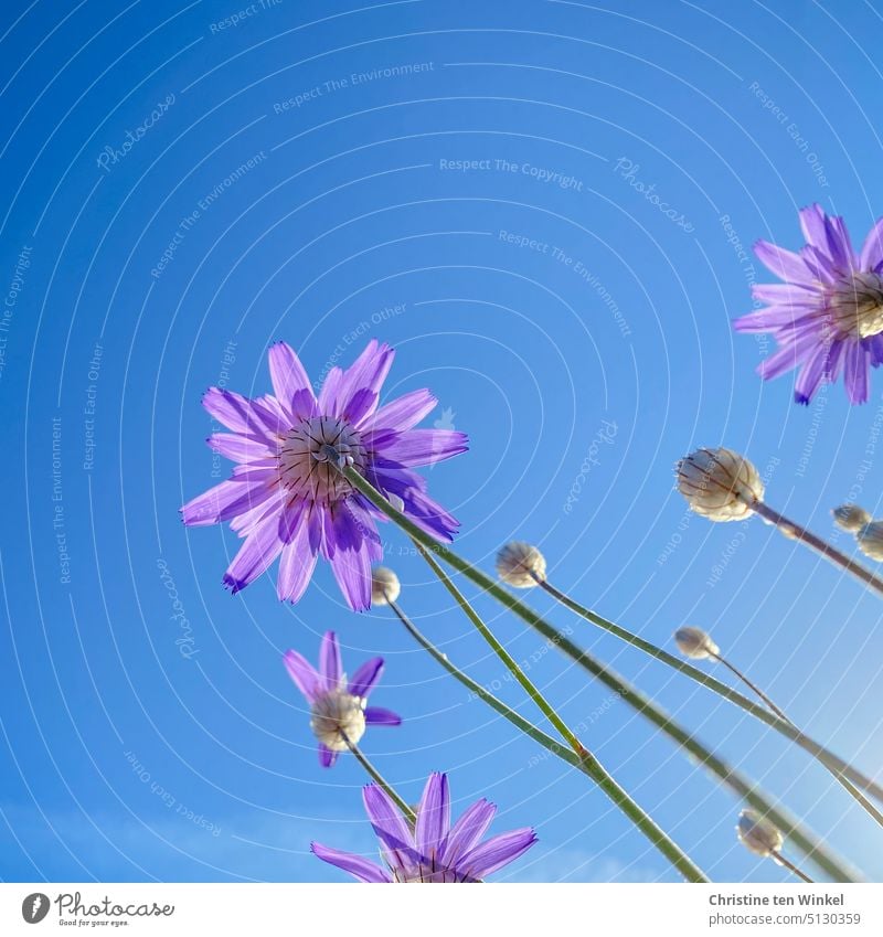 Lila Blüten vor blauem Himmel Rasselblume Staude Blumen lila Blumen Blaue Rasselblume Korbblütler hitzetolerante Pflanze Catananche caerulea Pollenspender