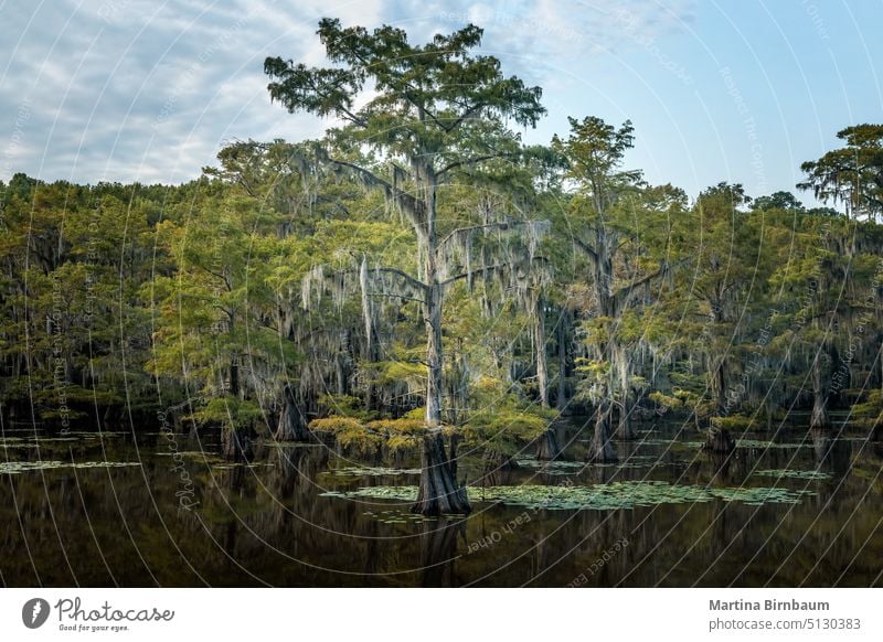 Die zauberhafte und märchenhafte Landschaft des Caddo Lake bei Sonnenuntergang, Texas Caddo-See Wasser Natur Baum Reflexion & Spiegelung Park magisch träumen