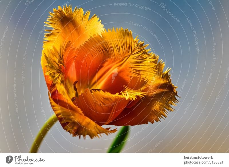 Tulpe in Orange Blume Makro Tulpenblüte Tulpenblätter Frühling Blühend Natur orange Makroaufnahme zacken freigestellt Innenaufnahme frisch Nahaufnahme schön