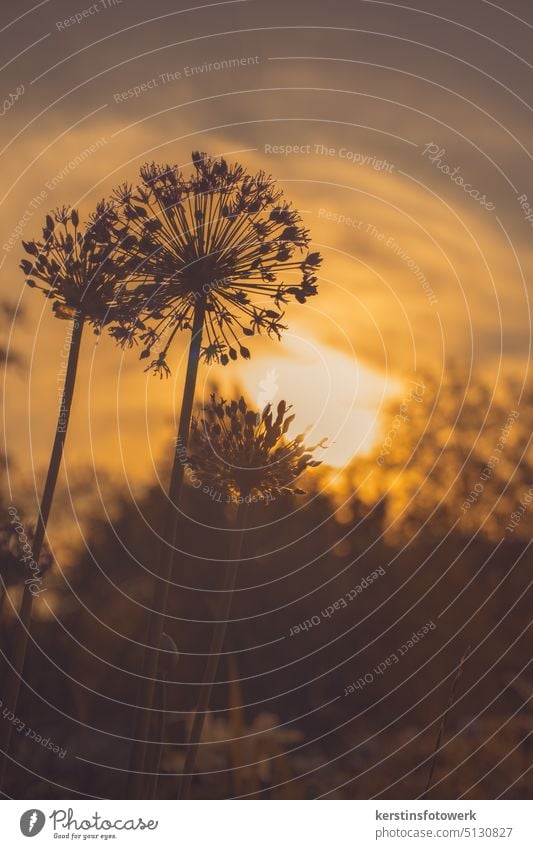 Verblühter Riesenlauch in der Abendsonne Natur Pflanze Blume Blüte Nahaufnahme Makroaufnahme Detailaufnahme Farbfoto Außenaufnahme Unschärfe