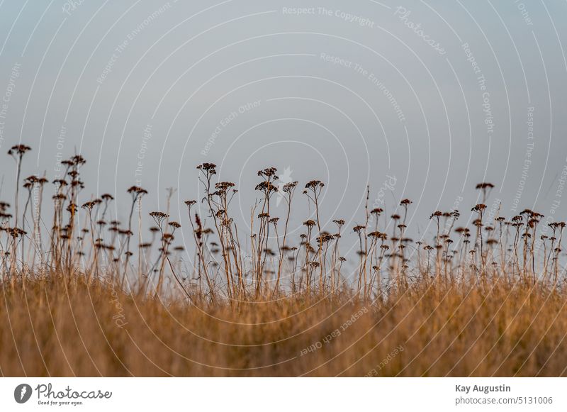 Rainfarn im Winter rainfarn tanacetum vulgare pflanze asternartige asterales wurmkraut wucherblumen gräser stängel fiederteilig blätter umriss natur