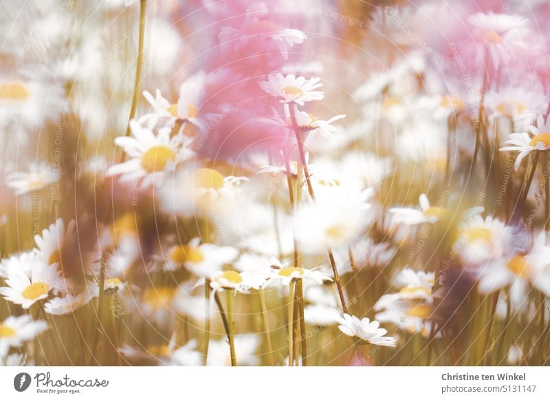 Wiesenmargeriten auf der Margeritenwiese Wildblumenwiese Natur Sommer blühend schön Pollenspender Insektenschutz wunderschön weiß gelb schwache Tiefenschärfe