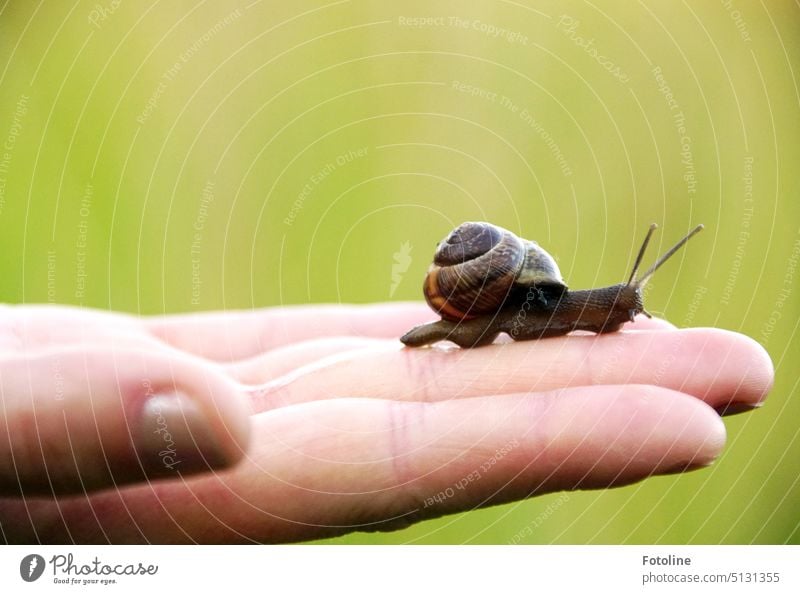 Mal wieder Schnecken retten. Diese kleine süße Schnecke wird behutsam auf einer Hand in Sicherheit gebracht. Schneckenhaus Tier Nahaufnahme Außenaufnahme