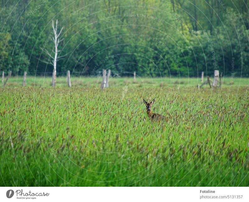 Bei einem Spaziergang beobachtete nicht nur ich das Reh. Ich wurde zurück beobachtet. Ein paar Fotos konnte ich machen, bevor es über die Wiese davonlief.