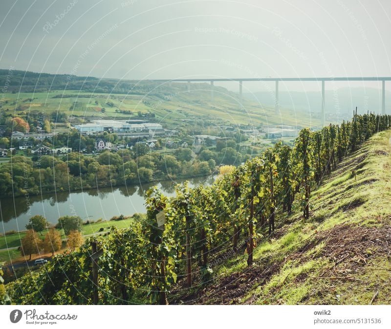 Gestörtes Idyll Flusslandschaft Flußbett Ufer fließend Wasser Weinberge Himmel Natur Landschaft Rheinland-Pfalz Mosel Idylle Flussufer Moseltal Weinbau Hang