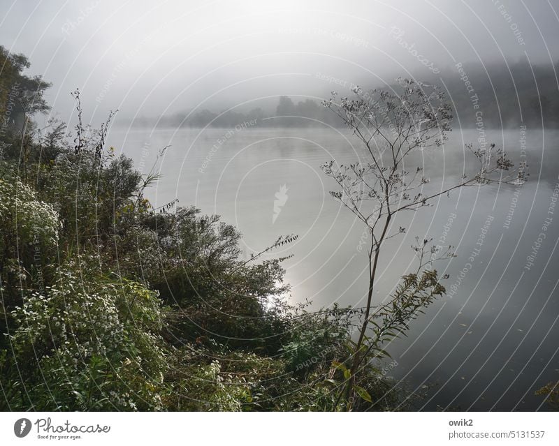 Moselnebel Flussufer Idylle Rheinland-Pfalz Moseltal Ruhe Mosel (Weinbaugebiet) Herbst Jahreszeiten Natur melancholisch geheimnisvoll mystisch Nebel düster