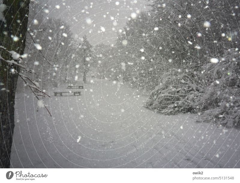 Schneeteppich Schneesturm Schneegestöber Winterwald zugeschneit idyllisch Winterlandschaft Märchenwald Märchenhaft Wetter Bäume Kälte frieren Schneelandschaft