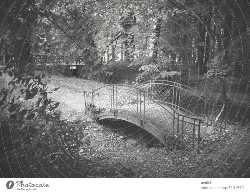 Verbindungselement Wald Bäume Zweige u. Äste Brücke Bogenbrücke Park Brückengeländer geschwungen elegant Baum Natur Menschenleer Idylle Landschaft Sträucher