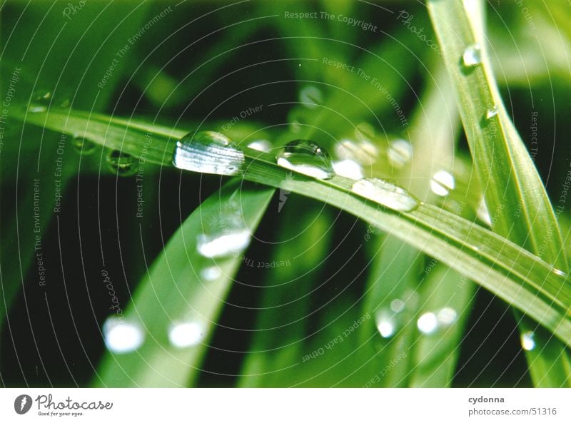 Wassertropfen Halm Wiese Gras schön Regenwasser grün Makroaufnahme Nahaufnahme Natur Seil Detailaufnahme