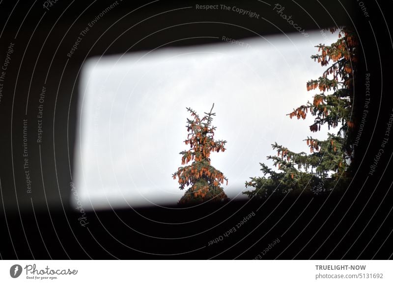 Blick von unten durch das Oberlicht Fenster in den Himmel und die mit Tannenzapfen voll hängenden Tannenbäume eines Gartens Ausblick Tageslicht Baumspitze Licht