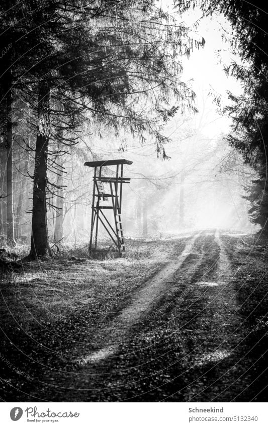 Jägerstand, Hochstand im Wald in schwarz weiß. Jagt Jagen Licht Schatten Schattenspiel Lichteinfall Sonnenstrahlen Pfad Wege & Pfade Waldweg schießen Hochsitz