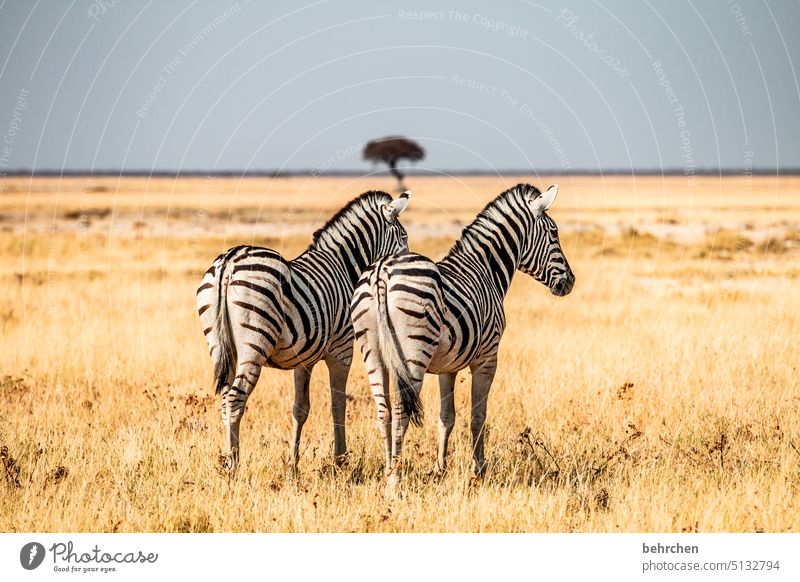 von hinten wie von vorn Gras Umwelt Tierschutz Tierliebe Zebrastreifen beeindruckend Abenteuer besonders Freiheit Natur Ferien & Urlaub & Reisen Landschaft