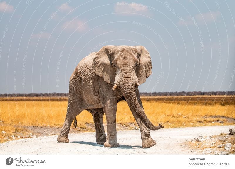 der wahre könig! Tierliebe Tierschutz Trockenheit Savanne Gras beeindruckend Natur weite Ferne Landschaft Himmel Ferien & Urlaub & Reisen besonders Freiheit