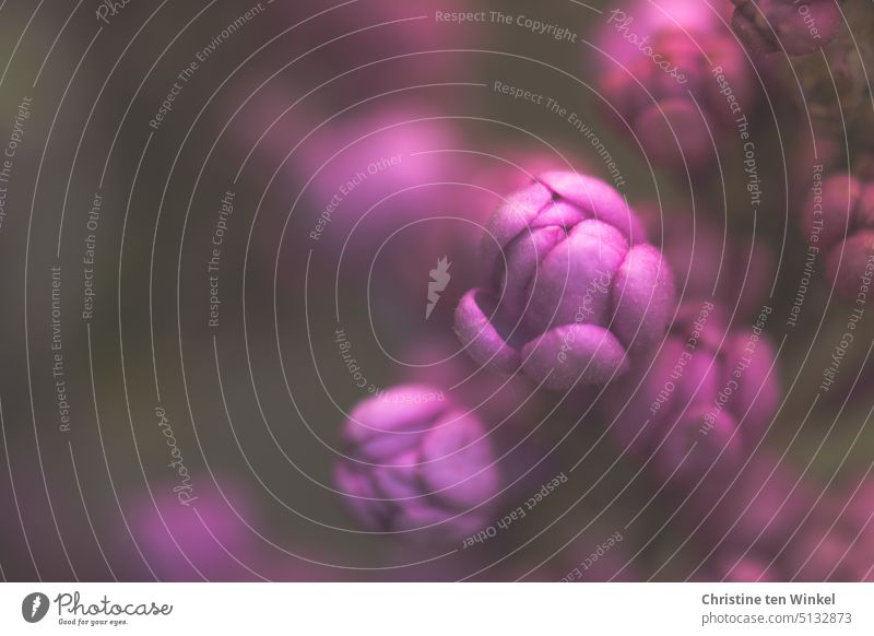 Noch sind die Blüten des Flieders geschlossen Fliederblüten Frühling Mai Unschärfe Romantik Fliederbusch Muttertag Makroaufnahme Frühlingsblüte Natur Pflanze