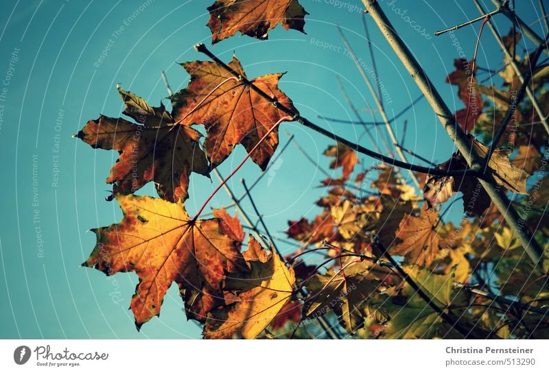 Herbstleuchten Umwelt Natur Wolkenloser Himmel Schönes Wetter Baum Blatt natürlich schön blau braun mehrfarbig gelb gold grün Vergänglichkeit