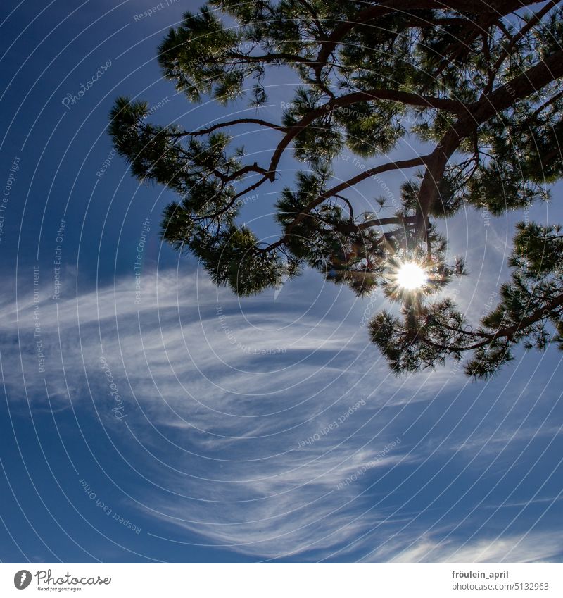 Verwehte Wolken an Sonne im Baum Himmel Wolkenhimmel himmelblau Schönes Wetter Wolkenformation Sonnenlicht Natur Klima Sonnenstrahlen Baumkrone Ast