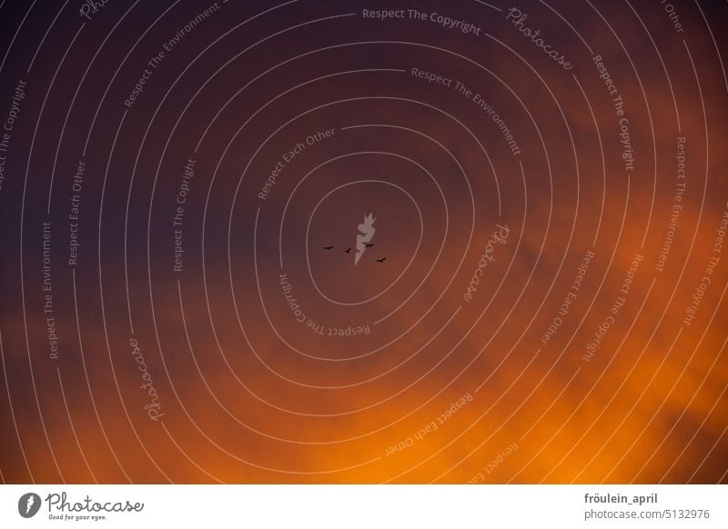 Reise | Zugvögel fliegen in den Sonnenuntergang Sonnenuntergangshimmel Sonnenuntergangsstimmung Himmel Vögel Vögel fliegen Zugvogel Vogel Natur Freiheit