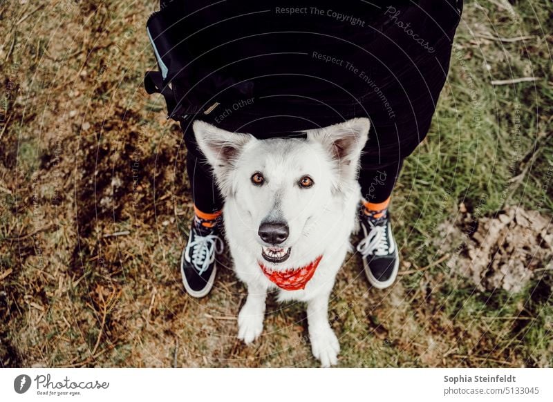 Schweizer Schäferhündin Schweizer Schäferhund White Shepherd Hundeliebe Mensch Hund Team Weißer Schäferhund Rostock Wald Mecklenburg-Vorpommern Haustier