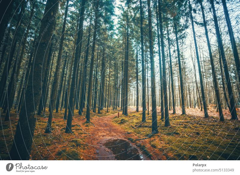 Naturlehrpfad in einem Kiefernwald im Herbst Weg Schlamm Pfütze Wetter November Ast Bäume sonnig ruhig Kofferraum Morgen Mysterium idyllisch Sonne mystisch