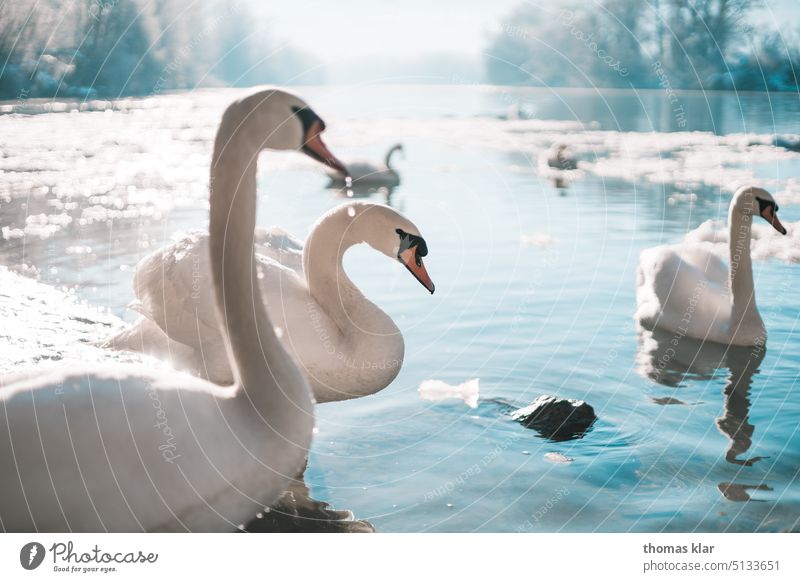 Schwäne im Eiswasser schwan schwäne eis tiere vogel weiss blau