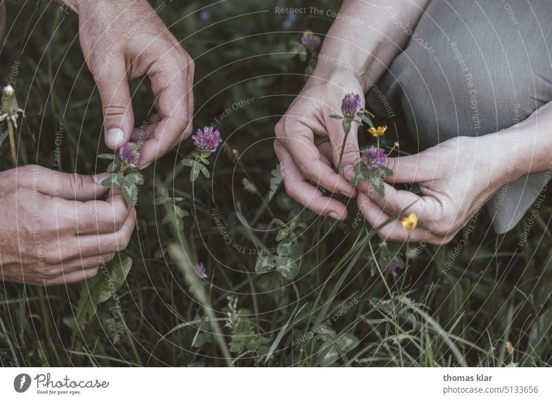 Kräuter Ernte kräuter sammel klauben gesund hände blumen wellness bio