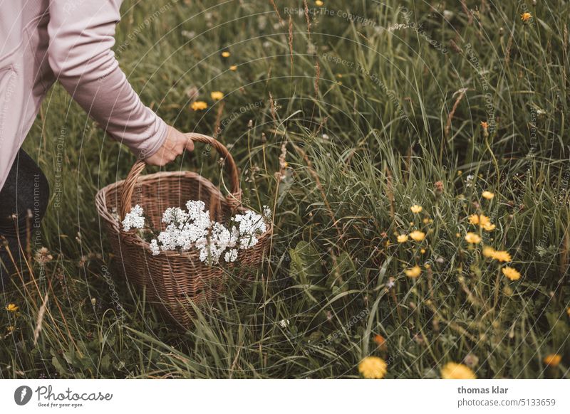 Kräuter Sammeln wiese gesund hand korb blumen sommer ernten Schafgarbe