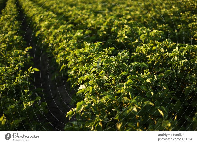 grüner Kartoffelacker. Kartoffelpflanzen wachsen im Sommer. Landwirtschaft Ernte Kartoffelfeld Pflanzen wachsen. Erde. Bauernhof roh Lebensmittel frisch Garten