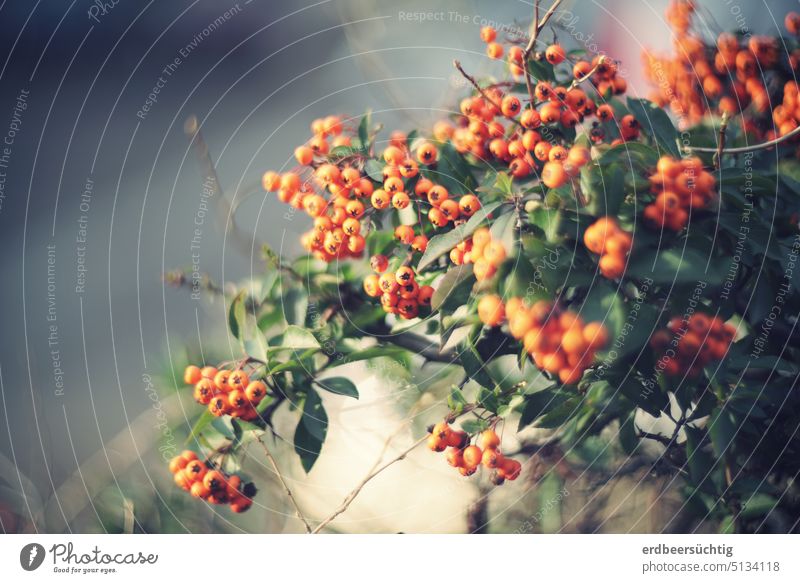 Feuerdorn - fröhlicher Farbklecks im sonst gräulichen Winter Busch Hecke Gehölz Strauch Geäst Zweige Beeren Dornen Vogelnistplatz Schutz feurig orange grün