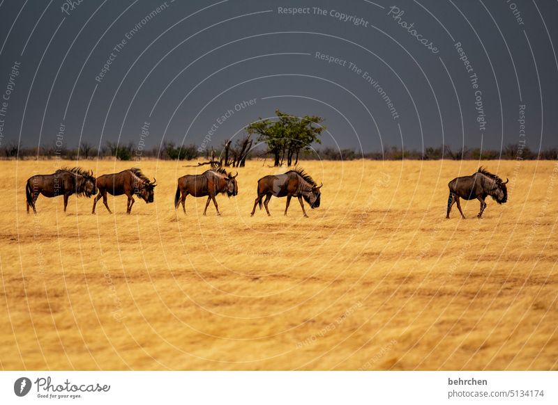 vorläufer Tierliebe Tierschutz wildbeast Gnu Trockenheit Savanne Gras beeindruckend besonders Himmel Landschaft Ferien & Urlaub & Reisen Natur Freiheit