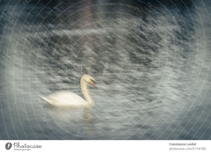 Schwan im Wasser in ICM Technik blau Langzeitbelichtung Ruhe kühl Idylle Natur ruhig friedlich Wasseroberfläche See ICM-Technik verschwommen