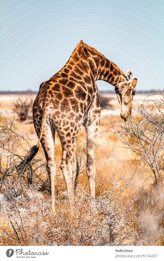 giraffe ganz nah etosha national park Etosha wild Afrika Namibia Freiheit Fernweh Farbfoto Ferien & Urlaub & Reisen Landschaft Abenteuer Natur besonders