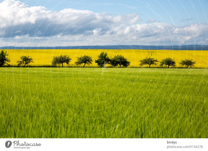 Frühsommerliche Landschaft mit Getreidefeld und Rapsfeld Landschaftsaufnahme Landwirtschaft Felder Horizont Anbaufläche Blüten Ackerbau Rapsblüte Blühend