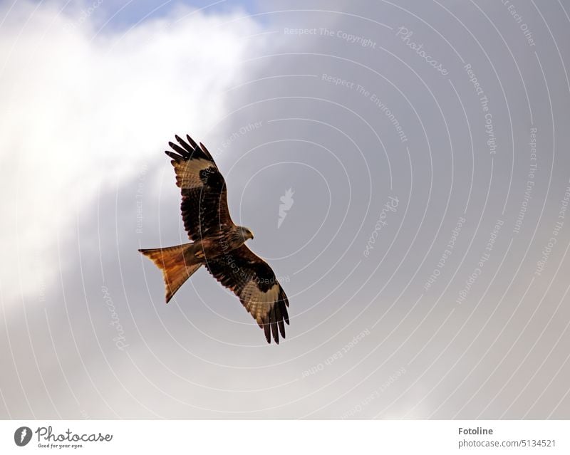 Elegant gleitet der Rotmilan durch die Lüfte. Der Himmel ist wolkig, aber er schaut gebannt nach unten. Vogel Außenaufnahme Tier Farbfoto Wildtier Tag weiß