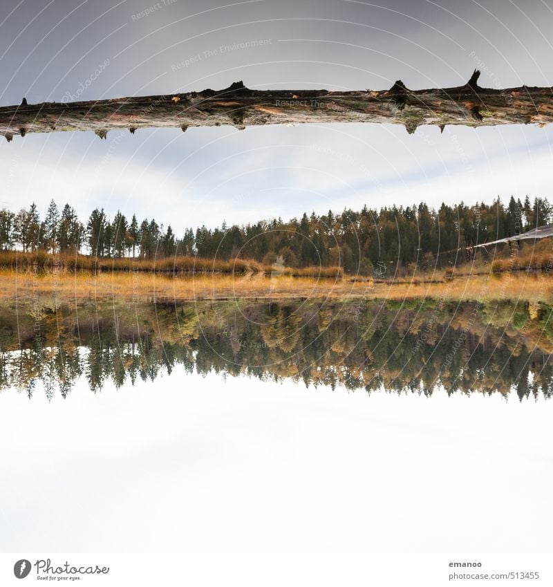 Nonnenmatttreibholz Ferien & Urlaub & Reisen Ferne Berge u. Gebirge wandern Natur Landschaft Wasser Himmel Pflanze Baum Wald Küste Seeufer Schwimmen & Baden