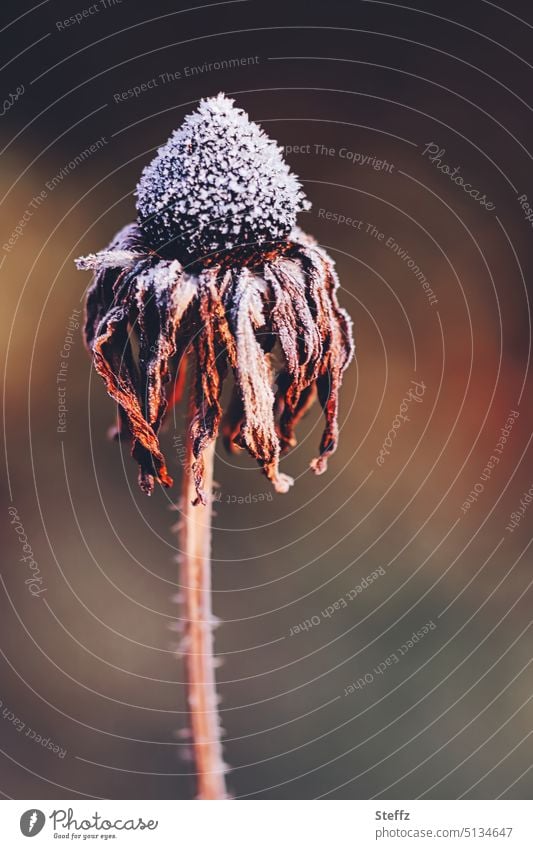 Sonnenhut kalt erwischt Blume Blüte Raureif Frost frostig Kälte Kälteschock welk eiskalt Eis Kälteeinbruch Winterkälte Klima Wetter eisbedeckt frieren gefroren