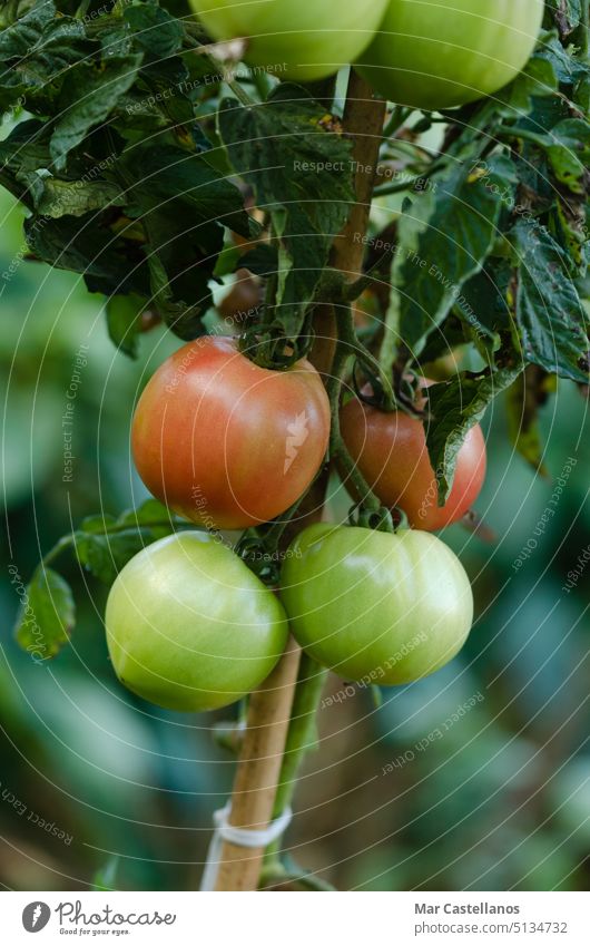 Tomatenpflanze mit roten Früchten und unscharfem Hintergrund. Kopierraum. Pflanze Gemüse Garten natürlich Öko reif geschmackvoll appetitlich Vitamine Veganer