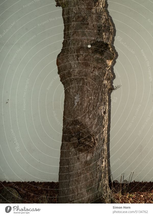 Baumstamm vor weißer Wand knorrig Oberfläche Kontrast Natur Schatten Licht Umwelt Rinde Fassade Wachstum