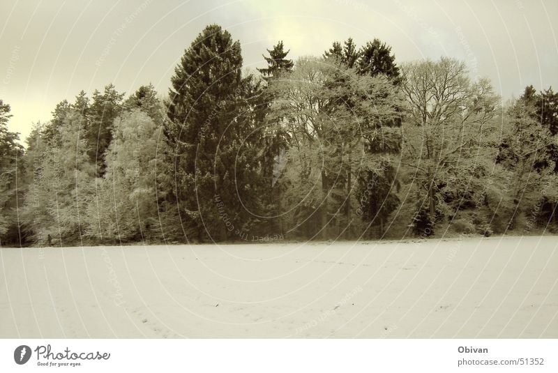 Winterwald Schnee Winterurlaub Natur Landschaft Pflanze Himmel Wolken Wetter schlechtes Wetter Baum Wald kalt trist grau schwarz weiß Tanne Dämmerung