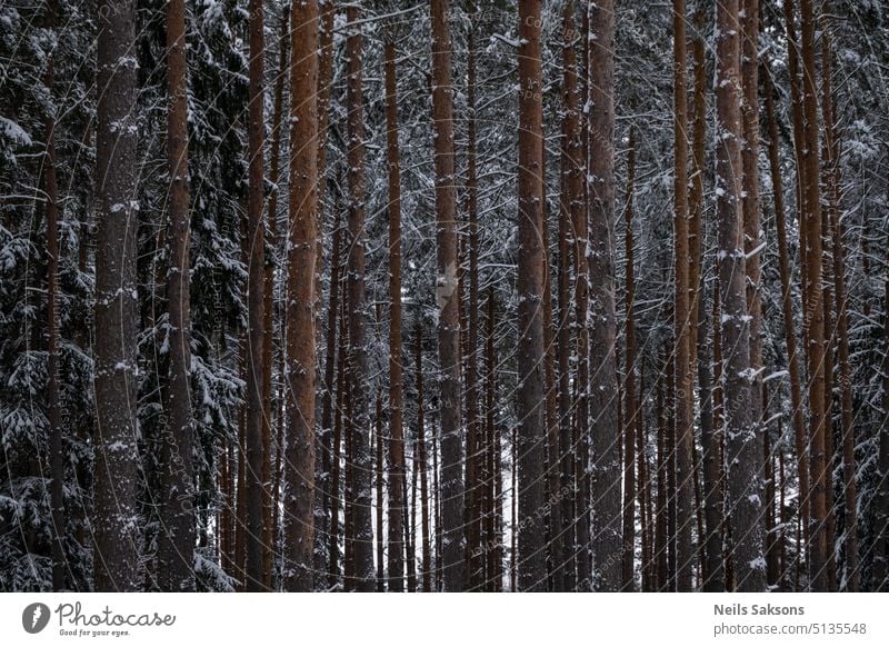 Nadelwald. Kiefer Baumstämme. Winterwald Hintergrund. Wald im Winter Waldtextur Baumstamm Kiefer Hintergrund schneebedeckt weiß Schnee Textur abschließen Natur