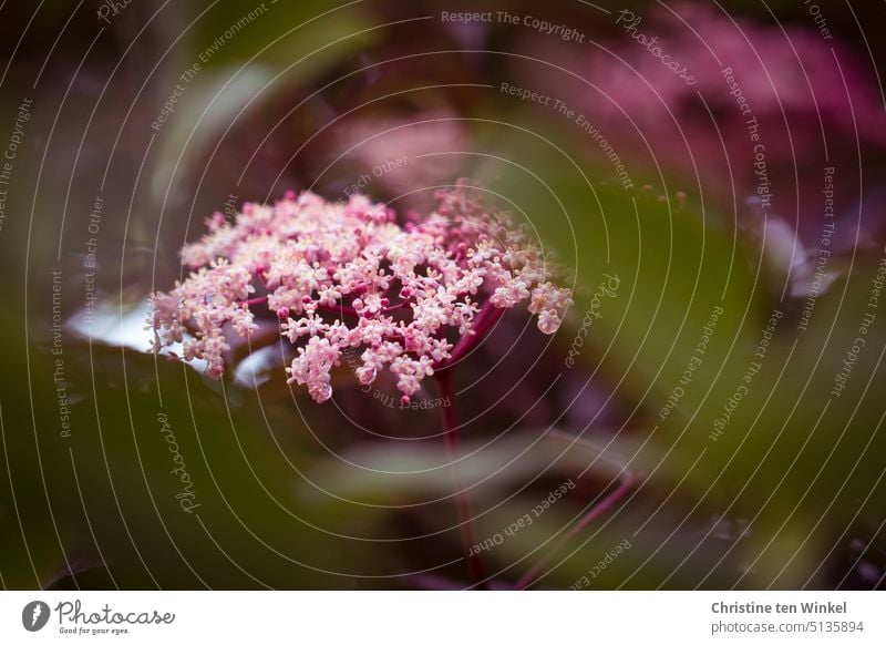 duftende rosa Holunderblüten / Sambucus nigra 'Thundercloud' schwarzer Holunder Blüte Elder Natur rotblättriger Holunder Laub Sambucus nigra Thundercloud