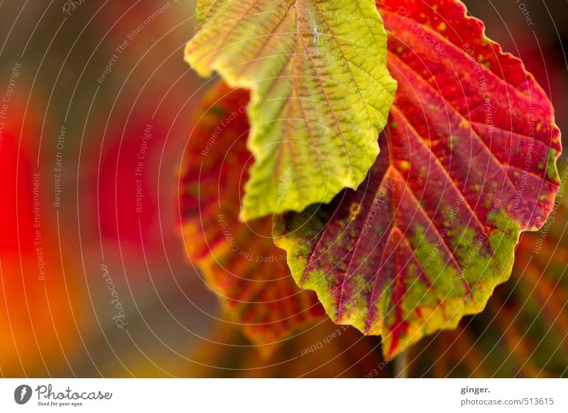 555 | Tach, Herr Herbst! Umwelt Natur Pflanze Schönes Wetter Sträucher Blatt grün rot Herbstlaub herbstlich konträrfarben Blattadern Blattgrün Hecke knallig 3