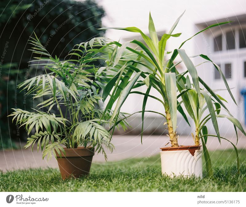 Im Hinterhof Pflanzen umtopfen Zimmerpflanze grün Topfpflanze Wachstum natürlich Blatt Grünpflanze Botanik Garten botanisch hinterhofidyll Gartenarbeit garteln