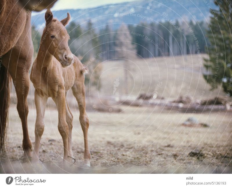 Sehr junges Fohlen steht bei seiner Mutter Stute mit Fohlen Pferd Tier Natur Gras Landschaft Nutztier Wiese Weide braun Außenaufnahme Tierporträt Tierjunges