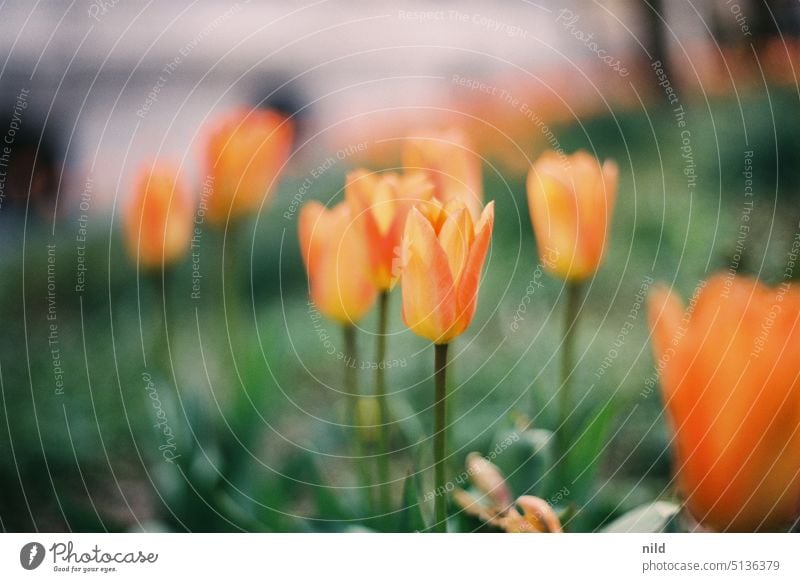 Oranges Tulpenfeld Blumen Blüten Frühling grün Pflanze Blühend schön Nahaufnahme Frühlingsgefühle Muttertag Garten Gartenblume Bokeh Farbkontrast Tulpenblüte