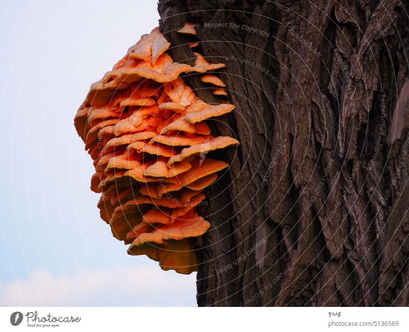 Baumpilz im orangefarbenen Licht des Sonnenuntergangs Schwefelporling Pilz Baumpilze Pilze Stamm Baumstamm Herbst Wald Pilzkolonie Kolonie Pilzhut Pilzhüte