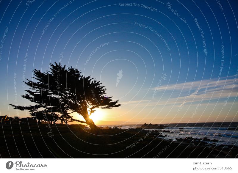 monterey sunset tree Natur Landschaft Sonnenaufgang Sonnenuntergang Baum Felsen Wellen Küste Meer Monterey Kalifornien stehen dunkel natürlich blau gelb gold