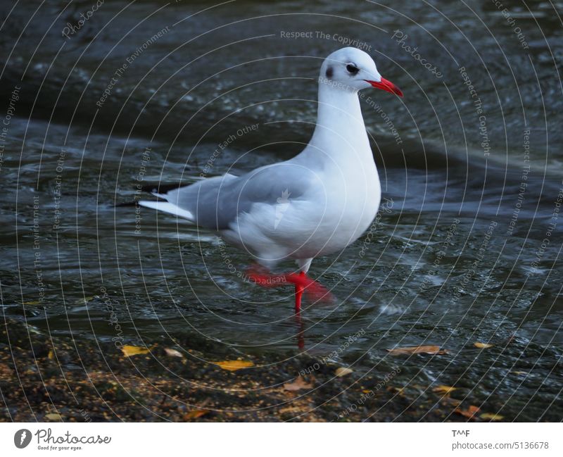 Lachmöwe im Winterkleid schreitet am Ufersaum entlang Lachmöve Möwe Möve Wasser Welle Wellen Vogel Wildvogel Vögel Wildvögel schreiten schreitend stolz